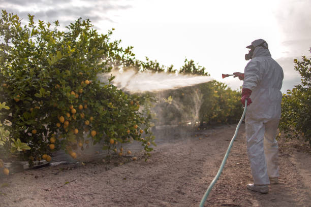 Best Wasp Removal Services  in Willmar, MN