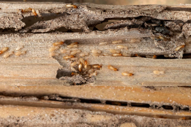 Best Affordable Pest Control Services  in Willmar, MN