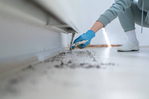 Best Cockroach Control Services  in Willmar, MN